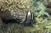 Lembeh 19/10/2004