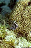 Lembeh 19/10/2004