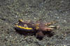 Lembeh 19/10/2004