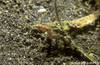 Lembeh 19/10/2004