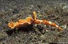 Lembeh 19/10/2004