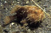 Lembeh 19/10/2004