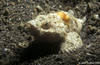 Lembeh 19/10/2004