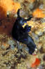 Lembeh 19/10/2004