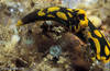 Lembeh 19/10/2004