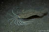 Lembeh 19/10/2004