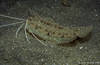 Lembeh 19/10/2004