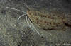 Lembeh 19/10/2004