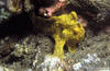 Lembeh 19/10/2004