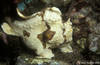 Lembeh 19/10/2004