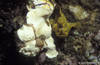 Lembeh 19/10/2004