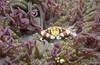 Lembeh 19/10/2004