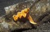 Lembeh 19/10/2004