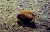 Lembeh 19/10/2004
