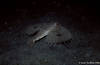 Lembeh 19/10/2004