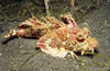 Lembeh 19/10/2004