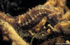 Lembeh 19/10/2004