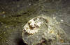 Lembeh 19/10/2004