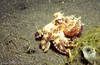 Lembeh 19/10/2004