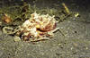 Lembeh 19/10/2004