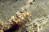 Lembeh 19/10/2004