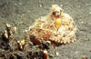 Lembeh 19/10/2004