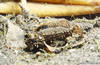 Lembeh 19/10/2004