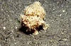 Lembeh 19/10/2004