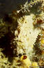 Lembeh 19/10/2004