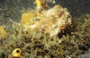 Lembeh 19/10/2004