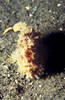 Lembeh 19/10/2004