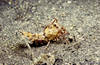 Lembeh 19/10/2004
