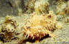 Lembeh 19/10/2004