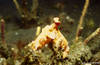 Lembeh 19/10/2004