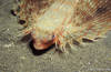 Lembeh 19/10/2004