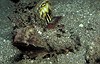 Lembeh 20/10/2004