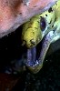 Lembeh 20/10/2004